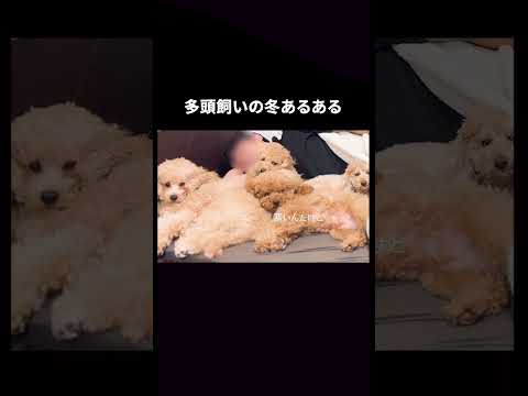 多頭飼いの冬あるある【多頭飼い】 ♯shorts