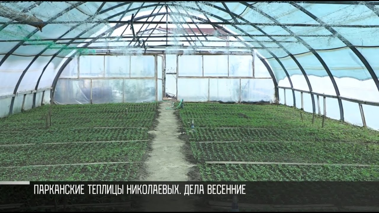От томатов до гранатов в Приднестровье
