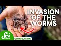 Impact of Invasive Species