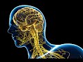 Nervous System and Muscle Function