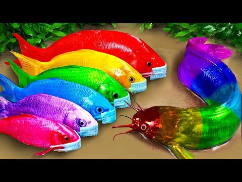 Stop Motion ASMR | Koi fish Frogs Hunting Eel Egg Thief Experiment Under Primitive Mud Survival Fun