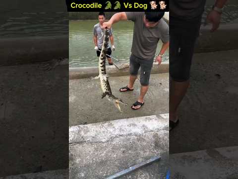 Terrifying Moment: Dog Attacked by Mini Crocodile 🐕🐊 #shorts #fear #respect #viral