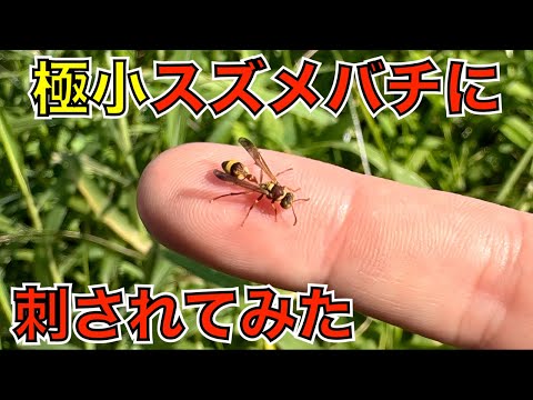 最小最弱のスズメバチに刺されてみた