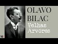Beleza e Benefícios das Árvores