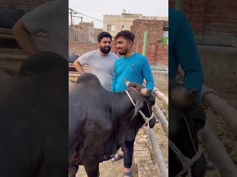 Master Mind ne lagaya demagh.. #shortvideo
