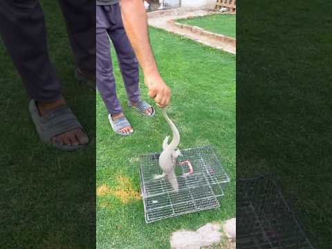 Monitor Lizard A Gai Zoo Mein😱 #minizoo #birds #petlover #lizard #monitorlizard