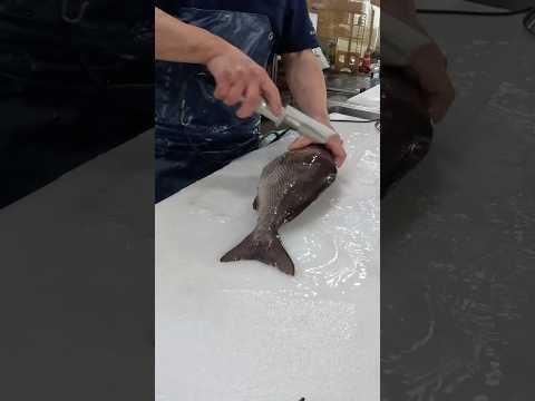 イサキ捌く
