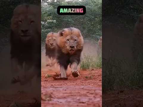 lion tiger or hippo ka Amazing Video #lion #tiger #hippo #shorts 🤗🤗