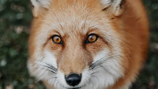 Fox Den Cam (SaveAFox)