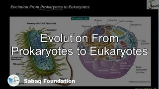 Evolution From Prokaryotes to Eukaryotes