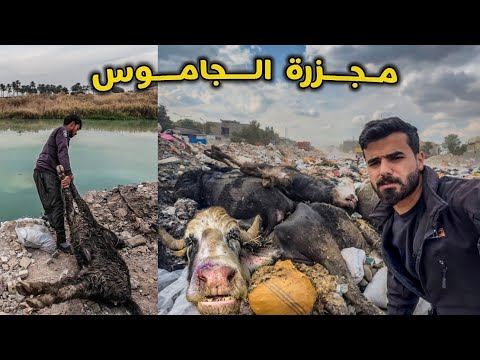 انتشار مرض الطاعون 🦠 وموت اكثر من 900 جاموسة