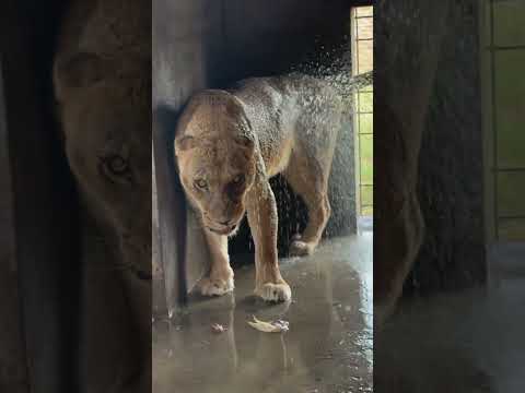 Lion Female Shower๐ฆ๐๐ฟ#lion #shower #wildcats #bigcats #youtubeshorts #animals #Usama's Tigers