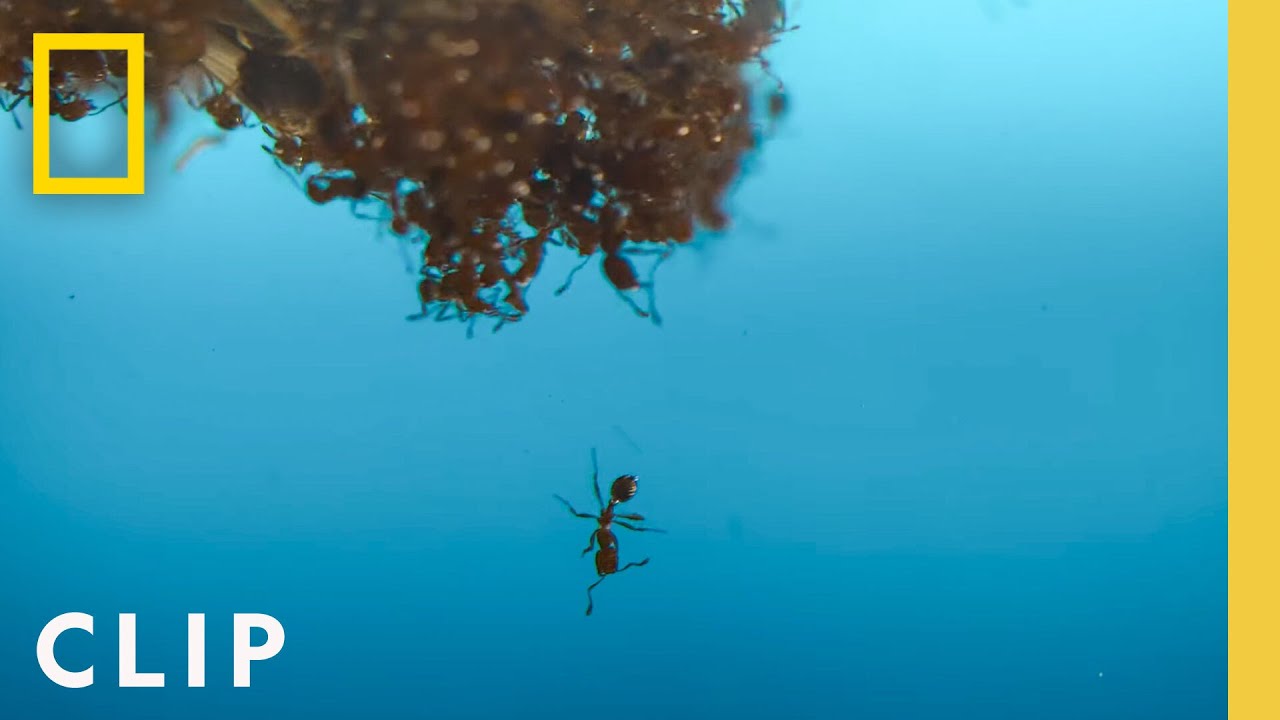 Adventures of the Industrious Fire Ants