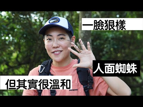 【昆蟲擾西小教室】真的很溫柔的人面蜘蛛 Giant woods spider - YouTube