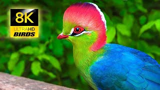 Wild Birds Special Collection 8K VIDEO ULTRA HD @donalde2121 @ObakPranijagat @ReinoAnimalSounds