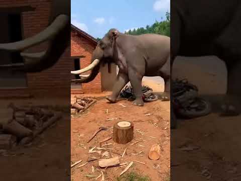 He Was Just Chopping Wood… Then a Wild Elephant Appeared and Destroyed Everything in Seconds 🐘💥