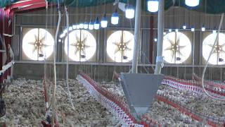 YouTube video thumbnail:  Livestock Farmers Take Measures to Protect Animals From Extreme Heat 