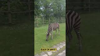 Safari Dvůr Králové nad Labem with car #zoo #animals #danger #car #lions #adventure #family #safety