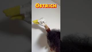 Ostrich 🤣😂🤣😂