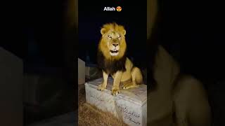 Allah hu Akbar 😱 #islamicvideo #allahuakbar #fypシ #trendingshorts #viralshorts #islamicshorts