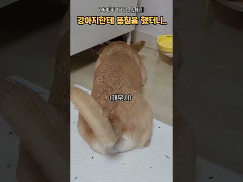 강아지한테 똥침을 했더니..반응이..