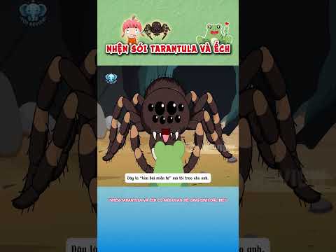 Mối cộng sinh giữa Nhện sói Tarantula và ếch #shorts #viral