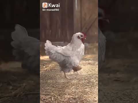 раналдо 2