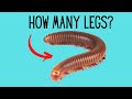Millipedes: Understanding Their Legs and Segments