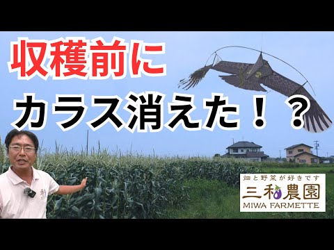【衝撃の対策】もうカラスに食わせない！“カイト鷹”でトウモロコシを守れ！（2025.7.10）