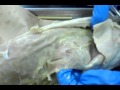 Feline Muscle Functions and Features