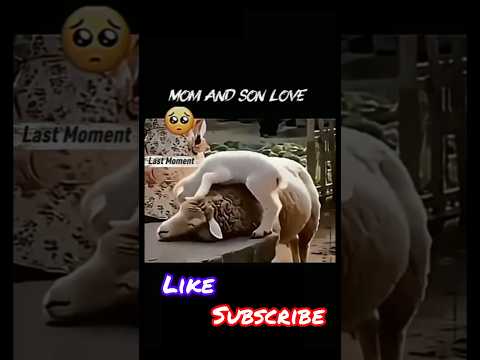 Animal Love #animalshorts #animallove #shortsfeed #shorts#trendingshort#shortvideo