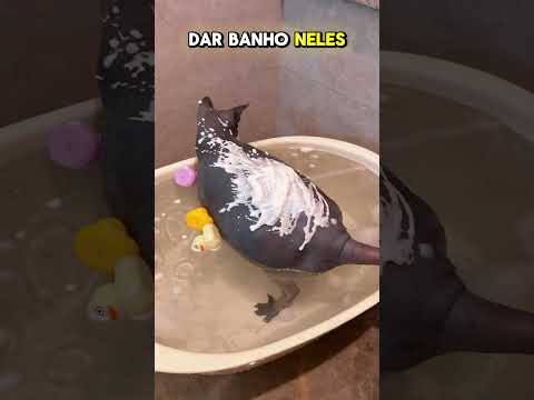 ESSE GATO É SUJO #bome #viralvideo