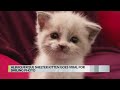 Blossom the Kitten's Journey