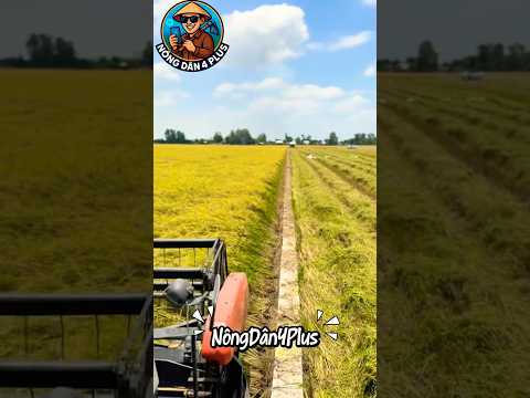 Giờ Bờ Ruộng Cũng Bê Tông Hoá Hết Rồi Nha Anh Em#shortvideo #farmer #nongnghiep #nongdan