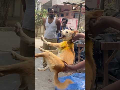 💔 Heartbreaking Rescue Story 💔. #nestconservationsociety #animalrescuer #dogrescue #dogs