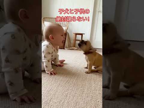 ๅฏๆใใใฆๆถ็ตถ #Pibbli #CuteAnimals #PetMoments #AnimalVideos #Adorable #FunnyPets