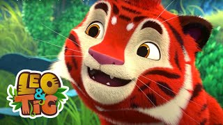 Fora, passarinhos! | Leo & Tig | Desenhos infantil 🐯🦁