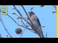 Bluebird Conservation Efforts and Facts