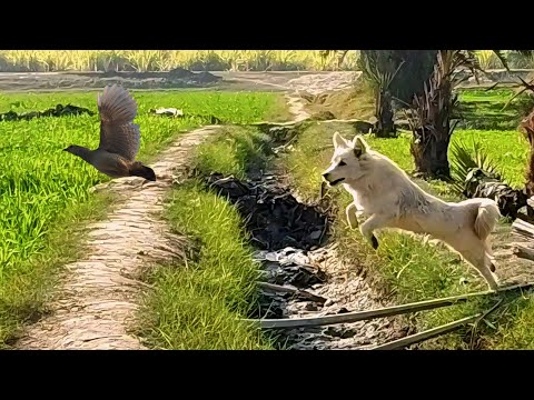 Puppy Training: Scent Tracking Skills with Grey Francolins