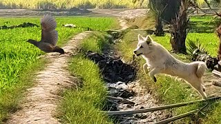 Puppy Training: Scent Tracking Skills with Grey Francolins
