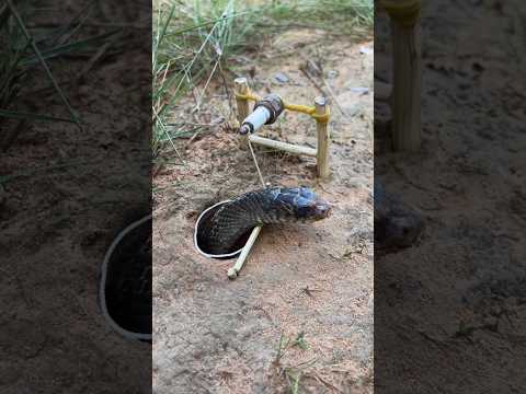 snap trap good idea in boy🐍🐍#snake #saanp#naagin #trendingshorts