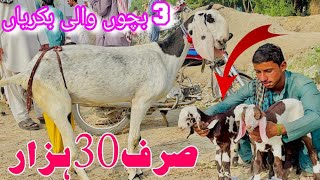 بچوں والی بکریاں 3 بچے ساتھ صرف 30 ہزار میں  31.10.2024.Rajanpuri gulabi goat @SajawalGoatfarm