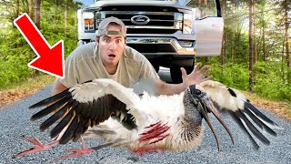 RESCUED MASSIVE STORK HIT BY CAR ! CAN WE SAVE HIM ?!