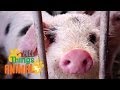 Understanding Pigs: Facts and Trivia
