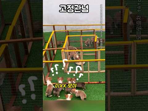 천재댕댕이ㄷㄷ