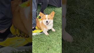 Have you ever seen so many corgis at once?