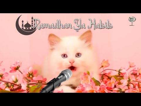 LAGU RAMADAN YA HABIB VERSI KUCING PINTAR