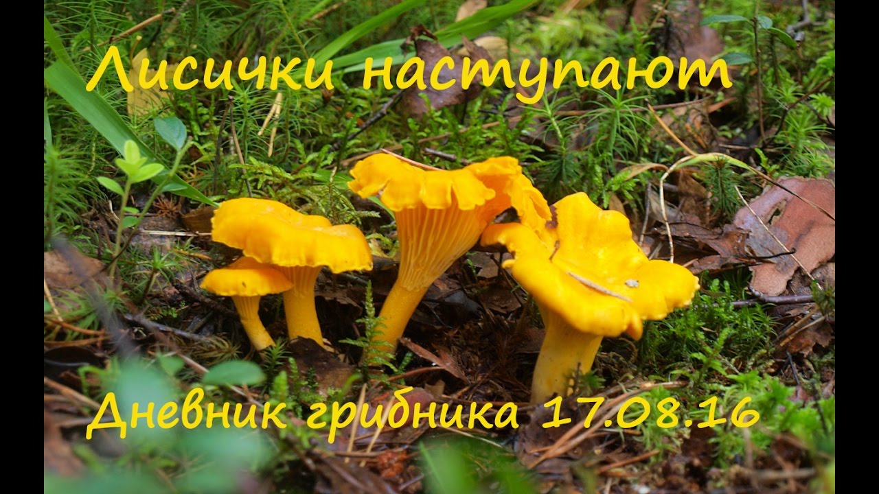 Лисички наступают! . 17. 08. 16