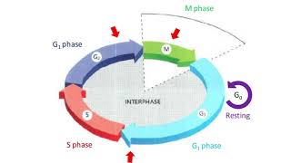 Cell Cycle