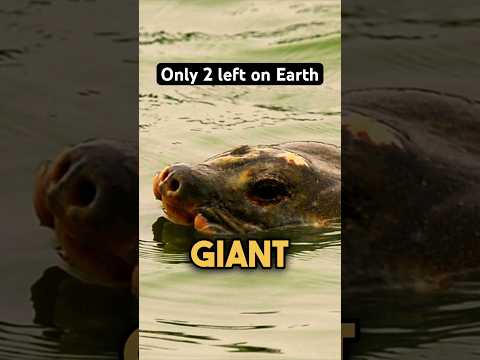 Can We Bring This Animal Back From Extinction?